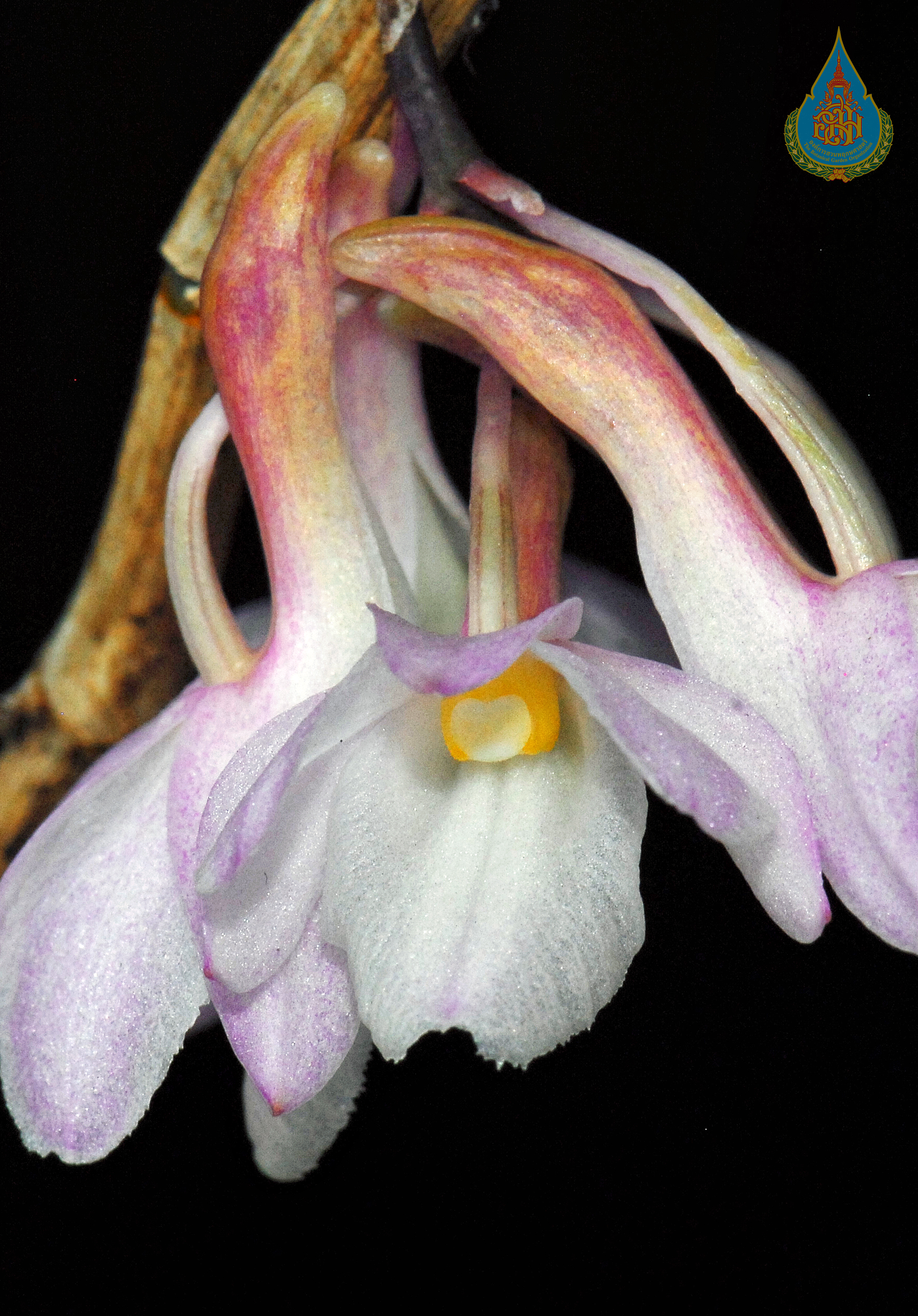 เอื้องสายสี่ดอก Dendrobium cumulatum Lindl.<br/>ORCHIDACEAE